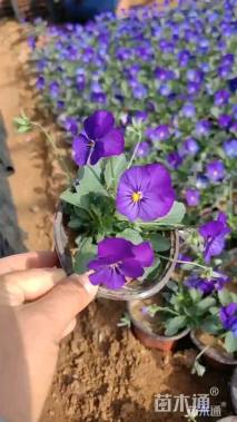 高度10厘米三色堇