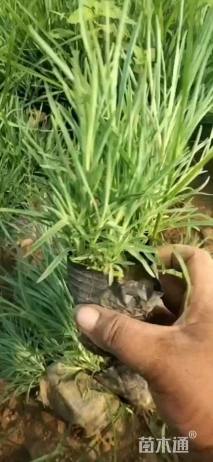 高度20厘米常夏石竹