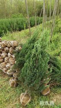 高度100厘米塔柏