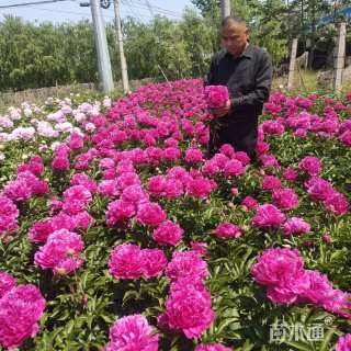 高度80厘米芍药