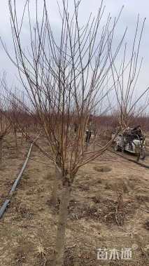 20公分红叶碧桃