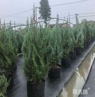 高度80厘米落基山圆柏