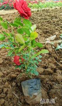 高度40厘米大花月季