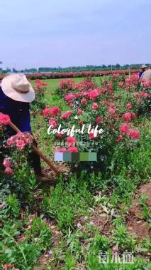 高度90厘米丛生月季