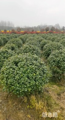 冠幅120厘米无刺枸骨球