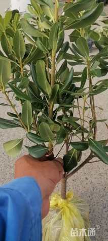 高度50厘米海桐