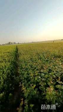 高度150厘米丛生紫丁香