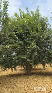 高度500厘米丛生元宝枫