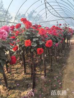 高度140厘米月季