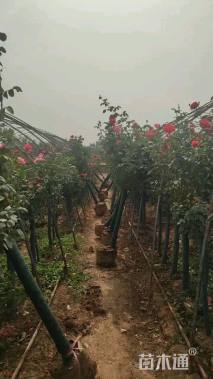 7公分树状月季