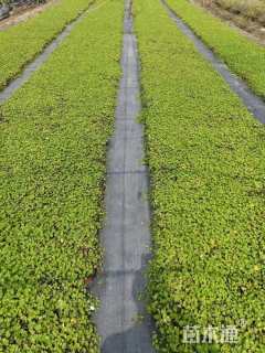 高度25厘米肾叶堇