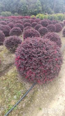 冠幅120厘米红花继木球