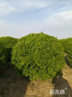 冠幅120厘米卫矛球