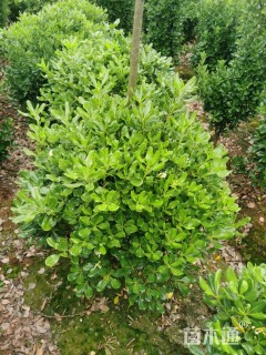 冠幅60厘米海桐球