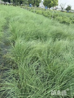 高度50厘米画眉草