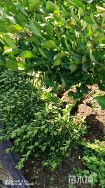 冠幅50厘米卫矛球