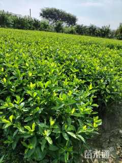 高度40厘米大叶栀子