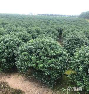 冠幅180厘米无刺枸骨球