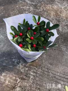 高度20厘米鸭脚木