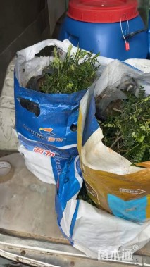 高度25厘米麦冬