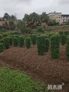 高度100厘米毛叶丁香