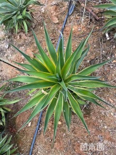 高度30厘米金边龙舌兰