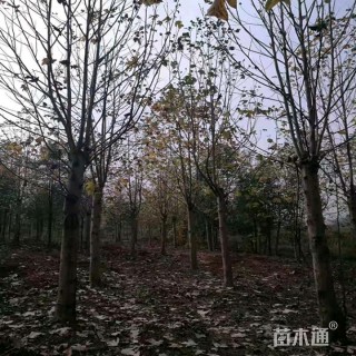北美鹅掌楸