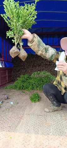 高度35厘米瓜子黄杨