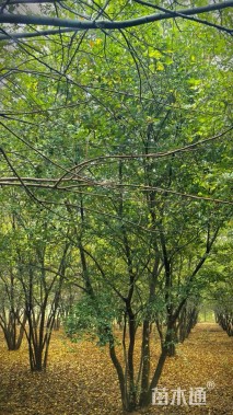 40公分(4杆)丛生朴树