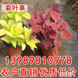 高度15厘米高度6-30厘米精品彩叶草