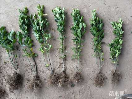 高度35厘米大叶黄杨