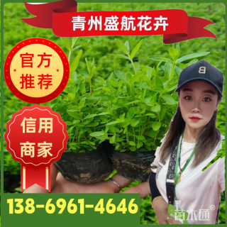 高度10厘米千屈菜