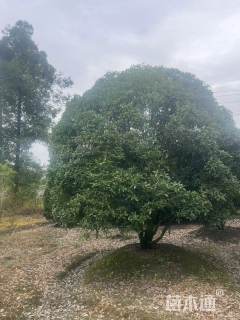 高度450厘米丛生桂花