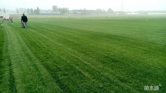 草毯状四季青草坪