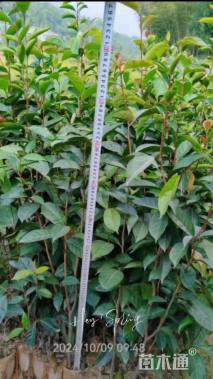 高度75厘米油茶