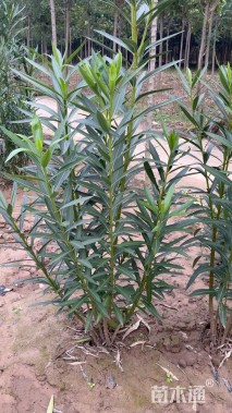 高度150厘米夹竹桃