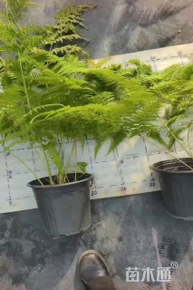 高度50厘米针毛蕨