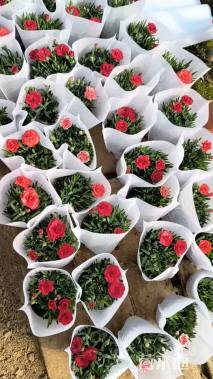 高度18厘米康乃馨