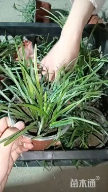 高度50厘米荻草