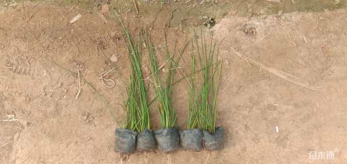 高度25厘米白花葱兰