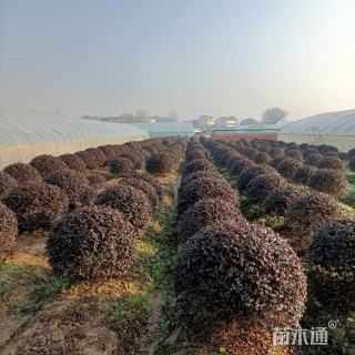 冠幅220厘米红叶石楠球