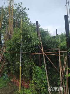 容器苗花叶唐竹