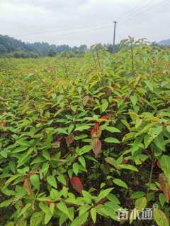 高度50厘米乌桕小苗