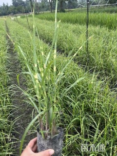 高度50厘米斑叶芒