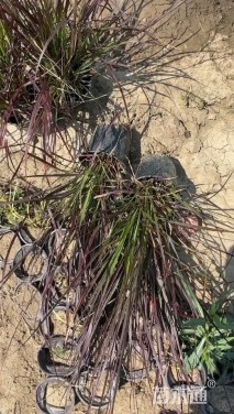 高度50厘米紫叶狼尾草