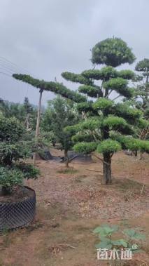 移栽苗造型罗汉松