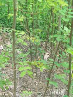 高度130厘米刺槐小苗