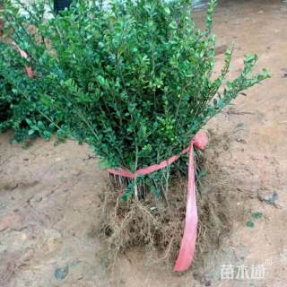 高度70厘米龟甲冬青小苗
