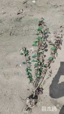 高度60厘米红叶榆叶梅