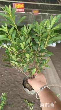 高度45厘米栀子